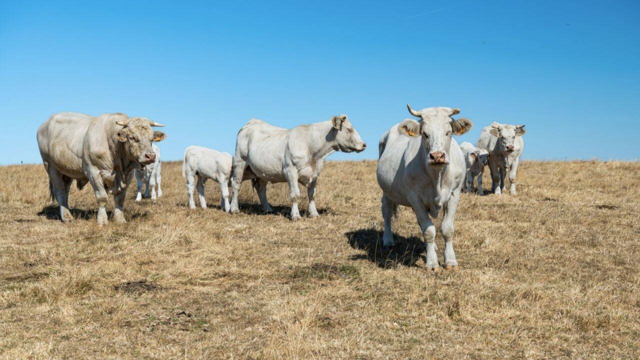 ANSVSA a stabilit reguli pentru protecția animalelor pe caniculă