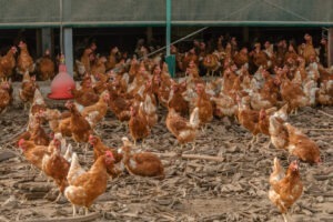 ministrul agriculturii florin barbu