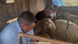 Ministrul Florin Barbu mulge o oaie, într-o comună din Sibiu