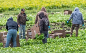 14 persoane munceau fără forme legale în agricultură