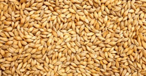 orz de malt