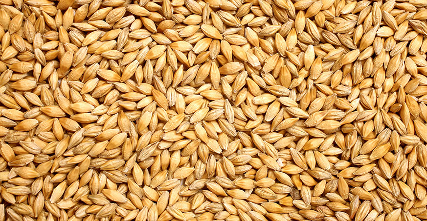 orz de malt