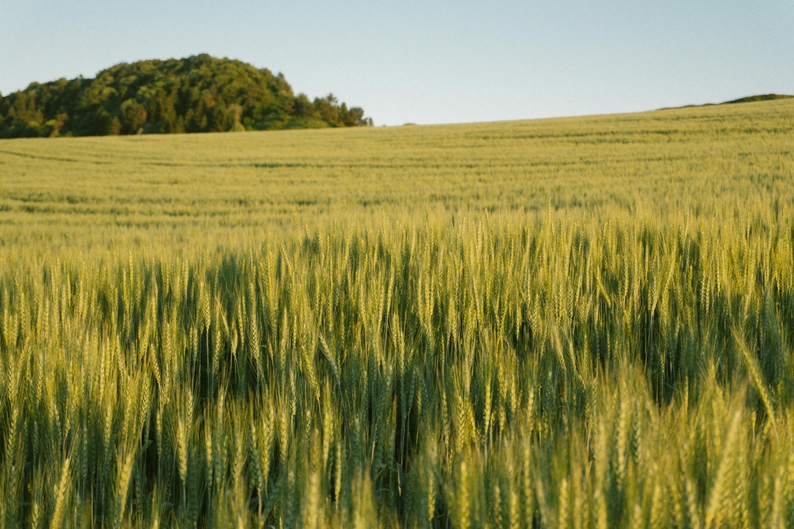 cartea-alba-a-agriculturii