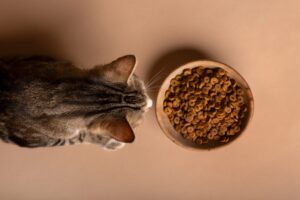 calorii in hrana de animale