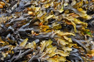 algele-marine-contin-fibre-benefice-pentru-digestie-si-mentinearea-greutatii-e-inca-nevoie-de-studii-clinice-de-amploare