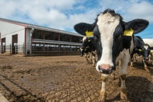 Subvențiile agricole din UE ar putea fi diminuate