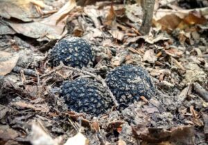 povestea-lui-mihai-constantinescu-si-al-brandului-pe-care-l-a-creat-lunas-premium-truffles
