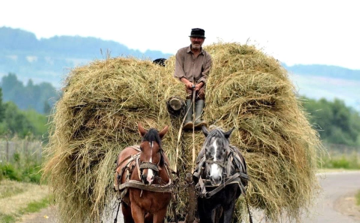 productia-de-pe-fanete-si-pasuni-Harghita-afectata-de-vreme