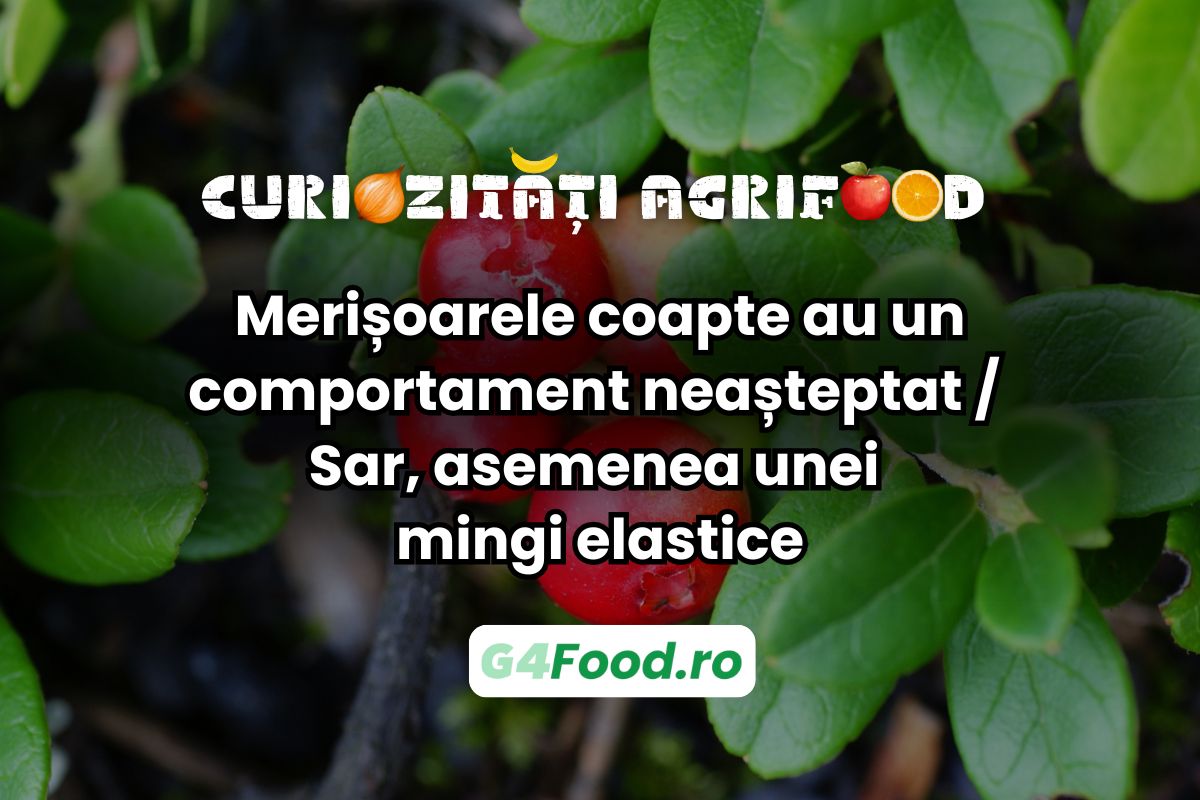 merisoare