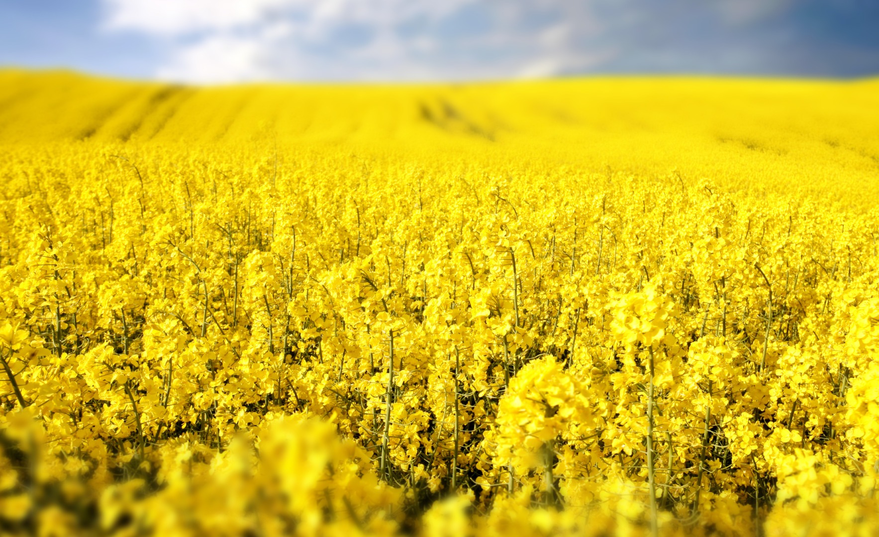 Culturile de rapiţă sunt ameninţate de un fung