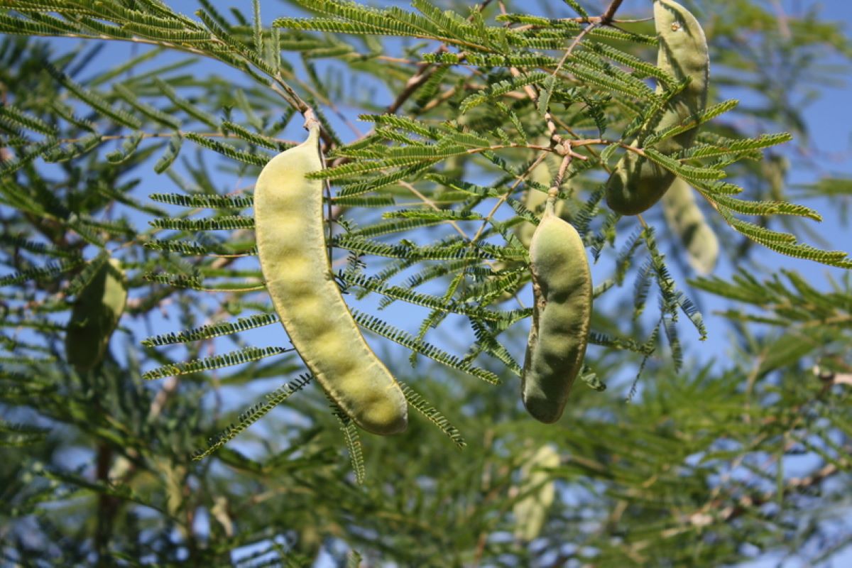 mesquite