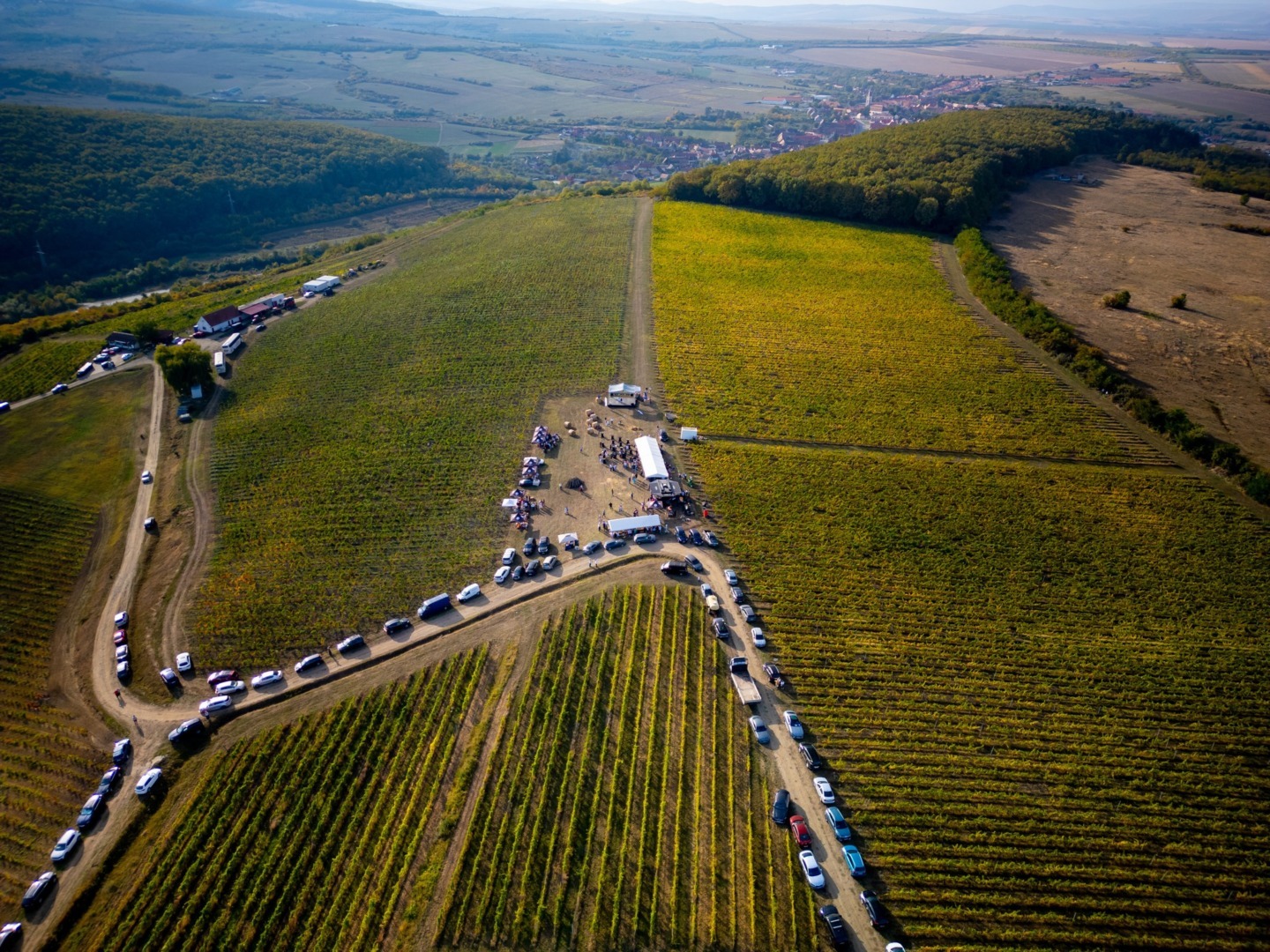 festival vin podgorie