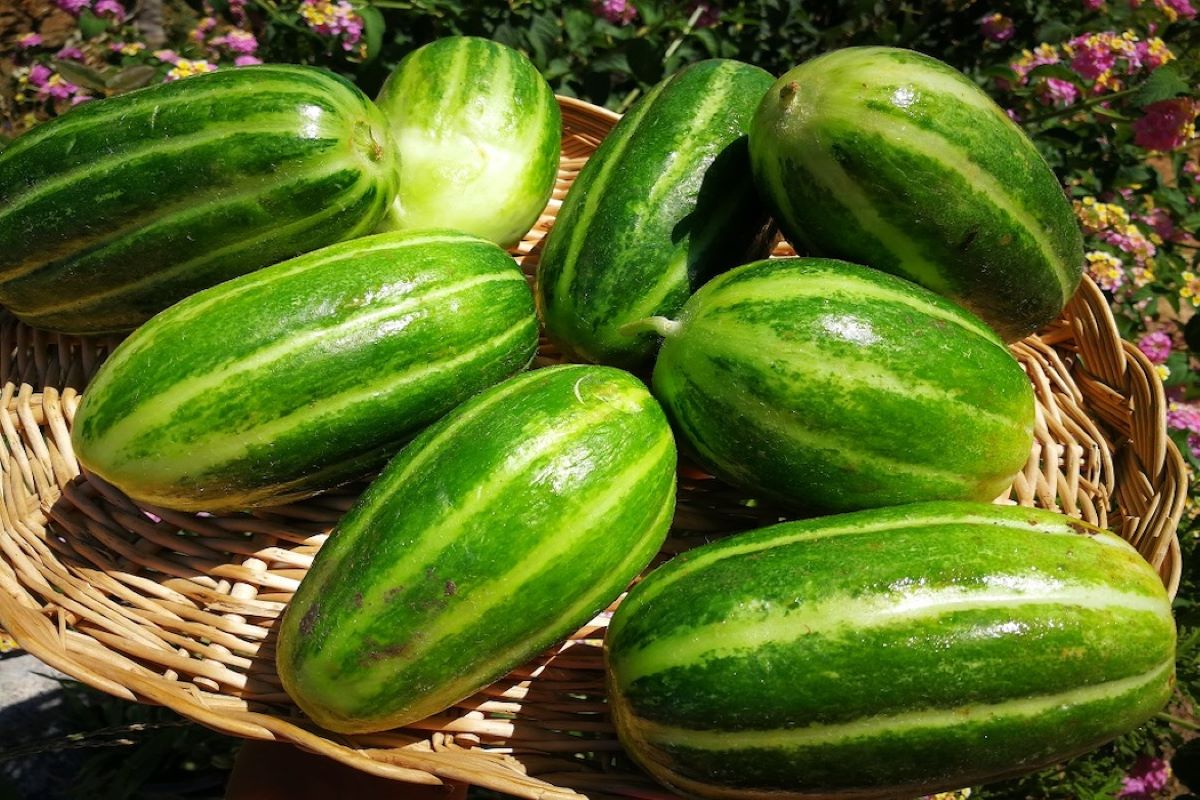 castravetii-carosello-o-leguma-hibrid-natural-din-sudul-italiei-rezultat-din-incrucisarea-pepenelui-galben-cu-castravetele