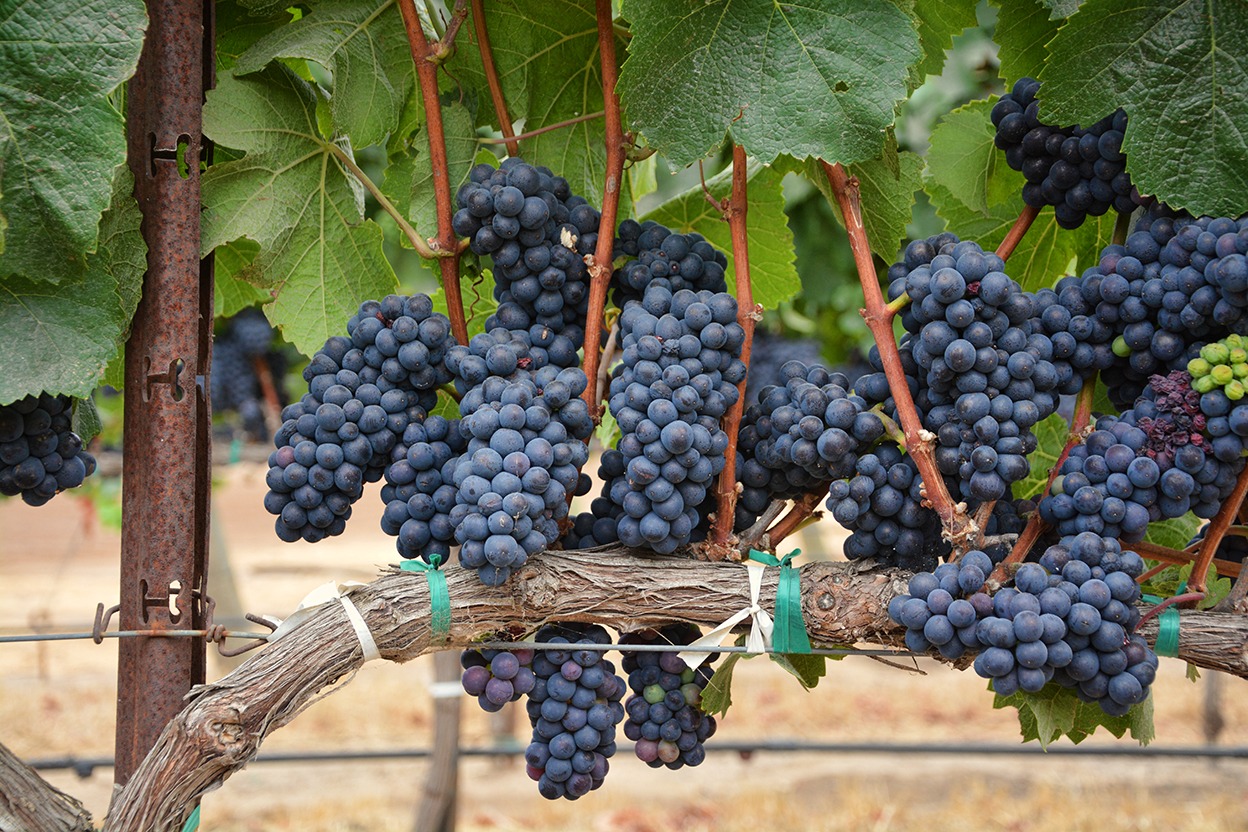 Corteva Agriscience_Romanian fermieri vita de vie struguri