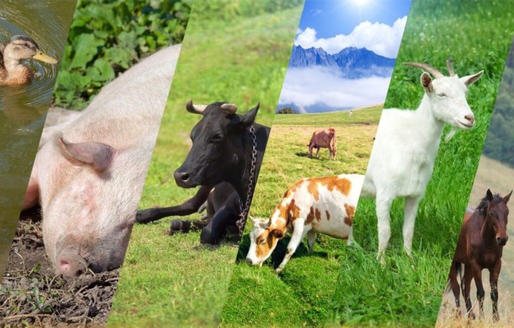 statistici-cresterea-animalelor-noiembrie-2025