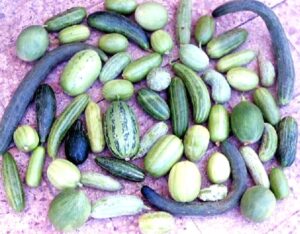 castravetii-carosello-o-leguma-hibrid-natural-din-sudul-italiei-rezultat-din-incrucisarea-pepenelui-galben-cu-castravetele