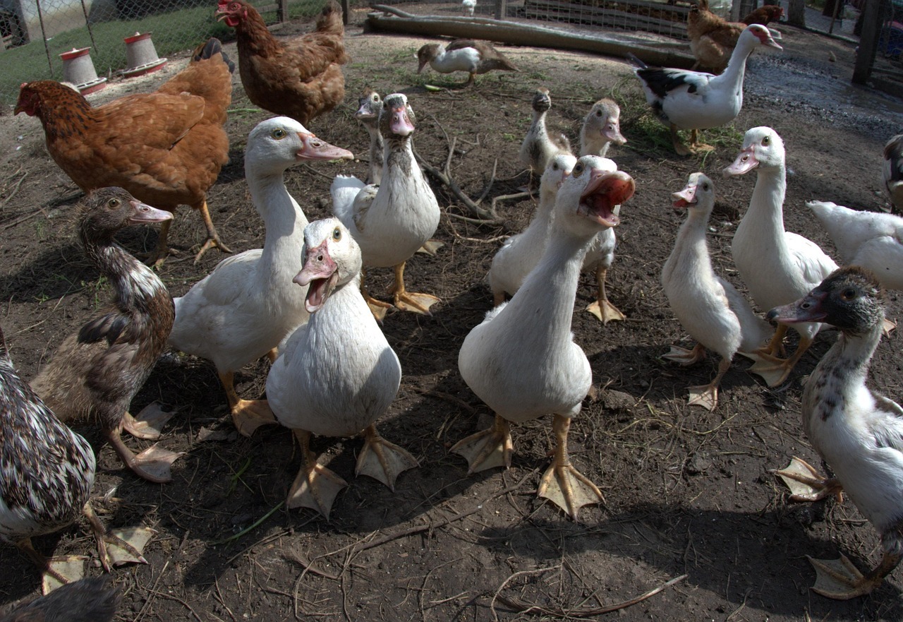 ferma rate