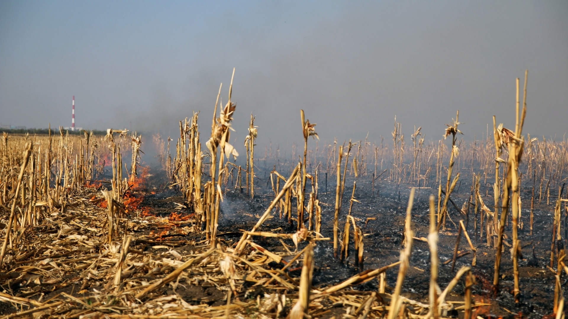 Incendiu de vegetație uscată, extins la un lan de porumb