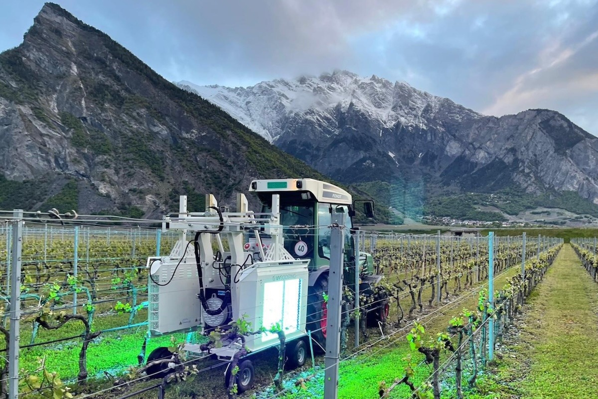 un-viticultor-din-marea-britanie-experimenteaza-razele-ultraviolete-in-locul-produselor-chimice