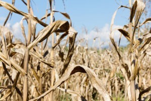 Seceta usucă recoltele agricultorilor europeni