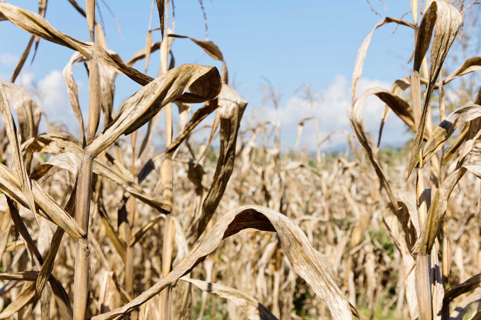 Seceta usucă recoltele agricultorilor europeni