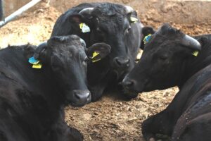 Vacă din rasa Wagyu