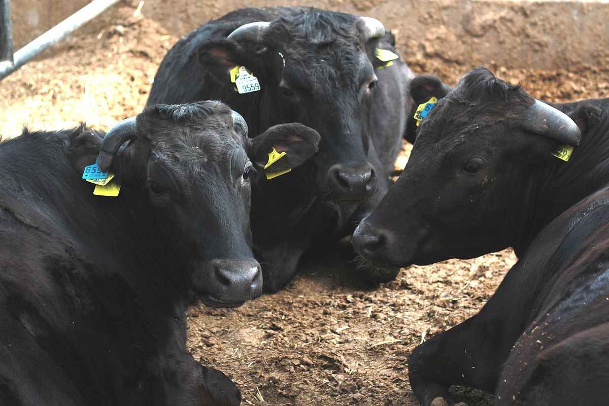 Vacă din rasa Wagyu