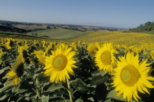 Corteva Agriscience_floarea-soarelui