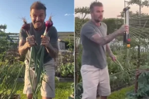 David Beckham, surprins în timp ce smulge o ceapă roșie coaptă direct din pământ