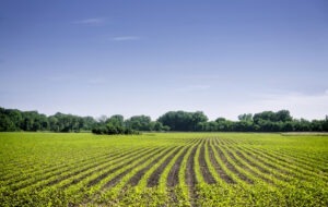Suprafața agriculturii ecologice a crescut