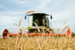 Rusia mizează pe o recoltă de cereale mai mare decât anul trecut