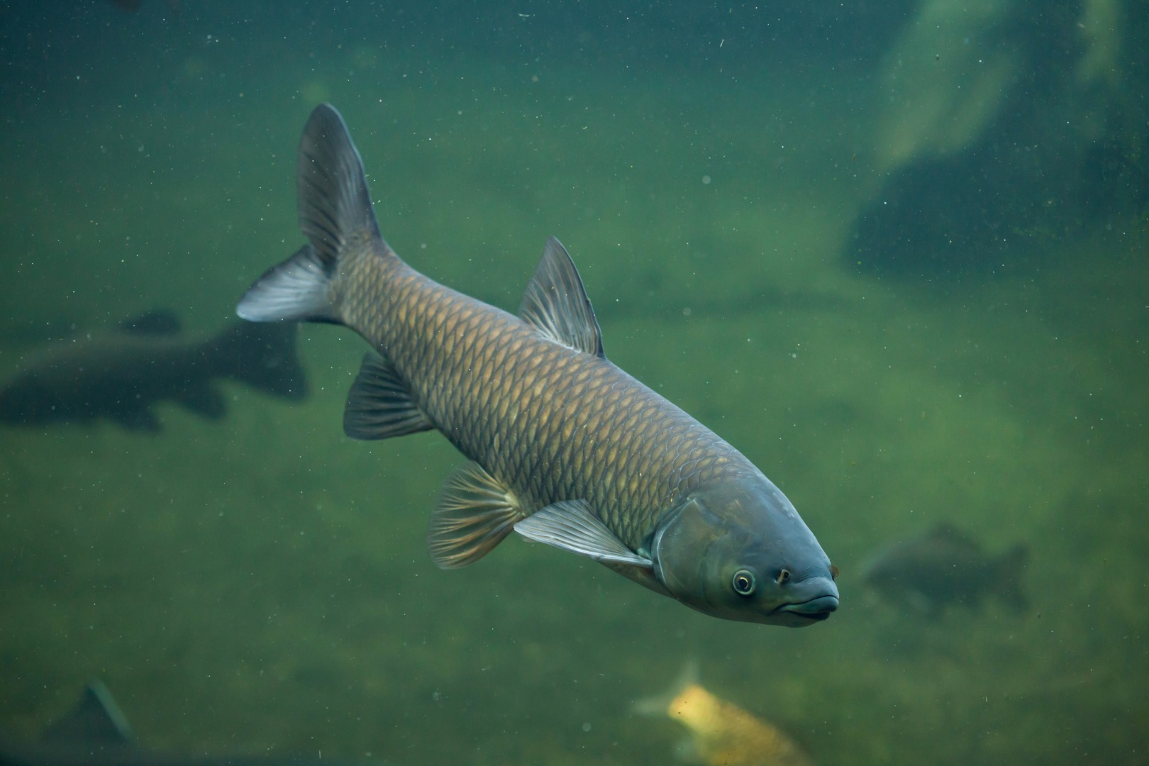 Crapul asiatic, o specie invazivă care amenință echilibrul ecosistemelor