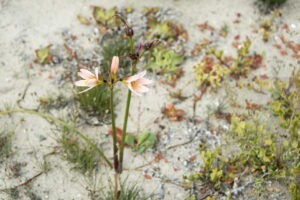 floare deșert Atacama