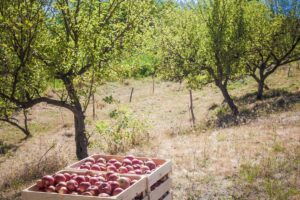 evenimente gastro si culinare si degustari in weekendul 10-12 octombrie 2025