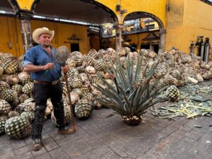 mexi-agave