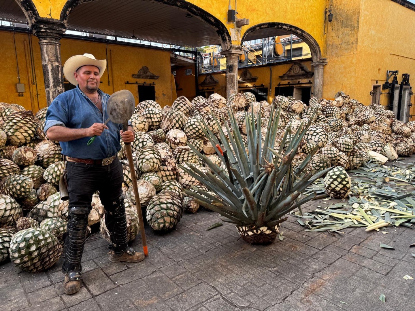 mexi-agave