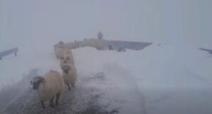 ciobani si oi blocati pe Transalpina din cauza zapezii