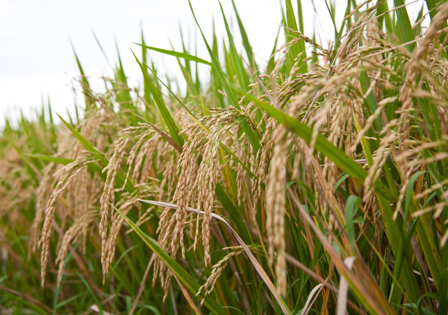 Orez cultivat în Marea Britanie, favorizat de schimbările climatice