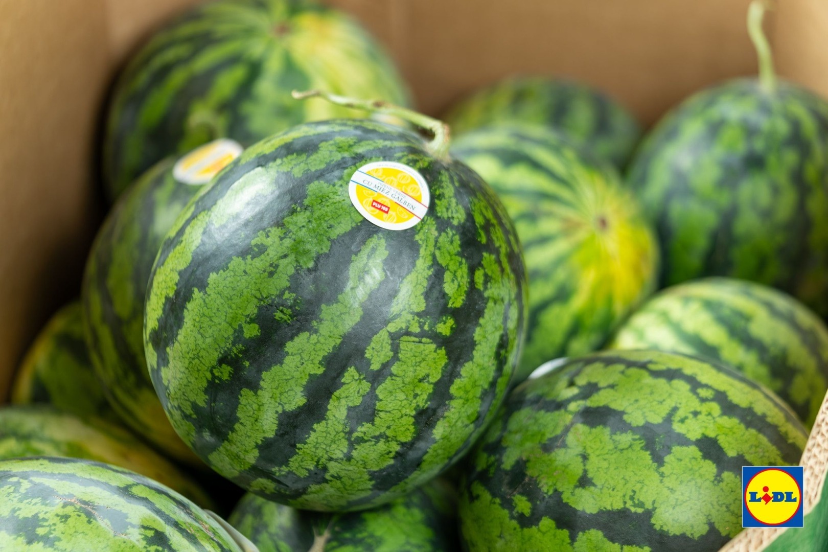 Export fructe / pepeni