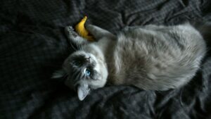 banane pisici