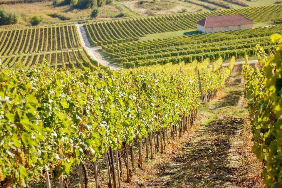 podgoria Tokaj