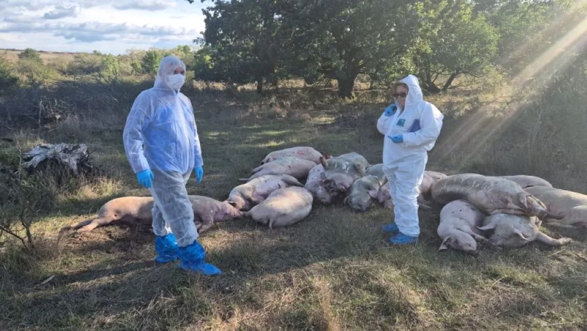 porci-pesta