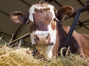 Toaletele pentru vaci vor reduce poluare agricolă