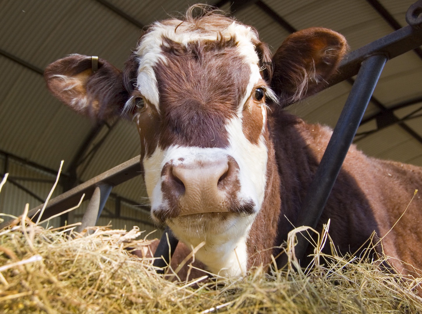 Toaletele pentru vaci vor reduce poluare agricolă