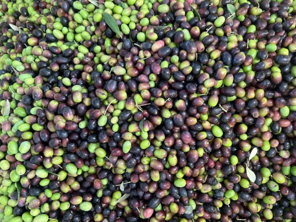 ulei-de-masline-productie-2025-tunisia-al-doilea-producator