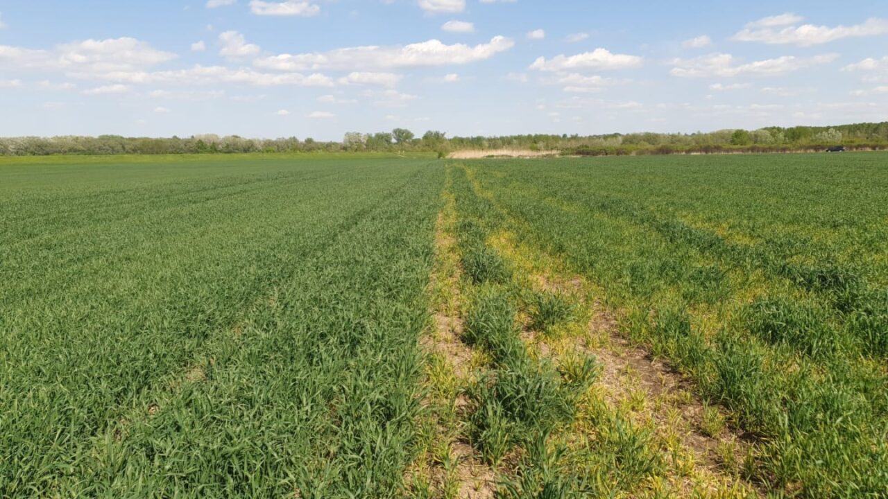 culturile-de-toamnă-sub-presiunea-dăunătorilor