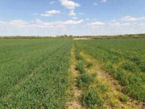 culturile-de-toamnă-sub-presiunea-dăunătorilor