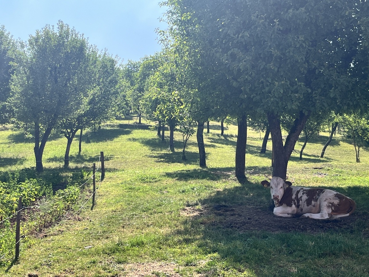 Punctul gastronomic local „Ca la mama acasă” din Hunedoara este extinderea unei case de vacanță, din dorința de a împărtăși cu ceilalți un mod de viață