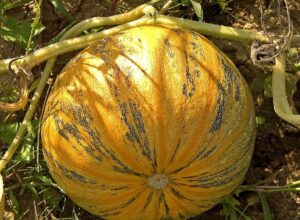 Cucurbita_pepo_var._styria-dovleci-cu-seminte-fara-coaja