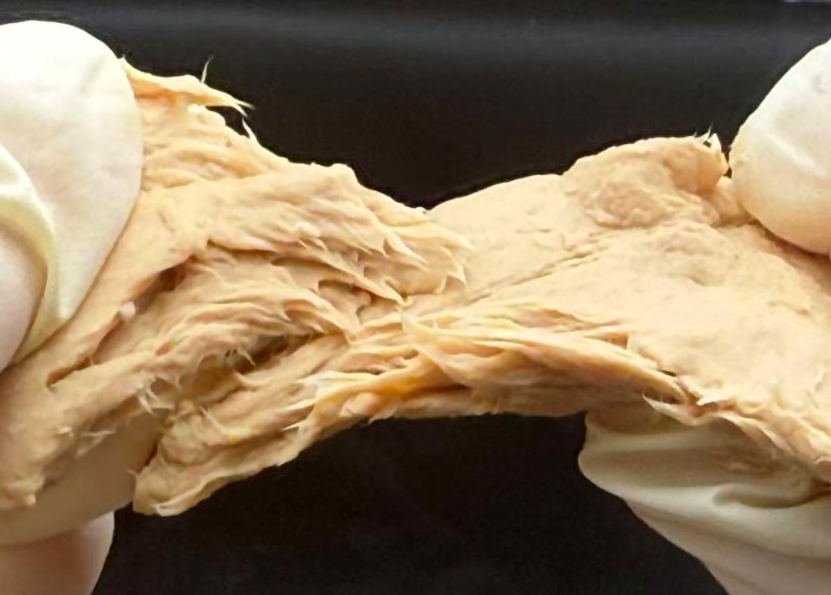 Fusarium-venetarum-ciuperca-modificata-gust-consistenta-carne